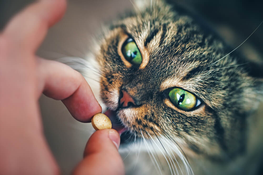 Dar pastillas a tu gato.
