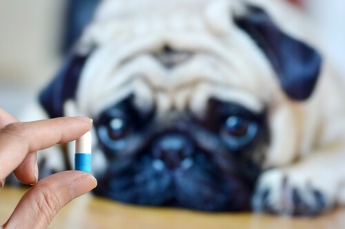 Maneras de darle medicina a tu perro sin que lo note.