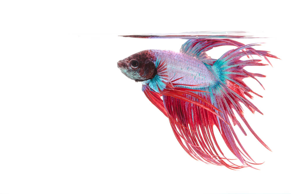 Pez betta.