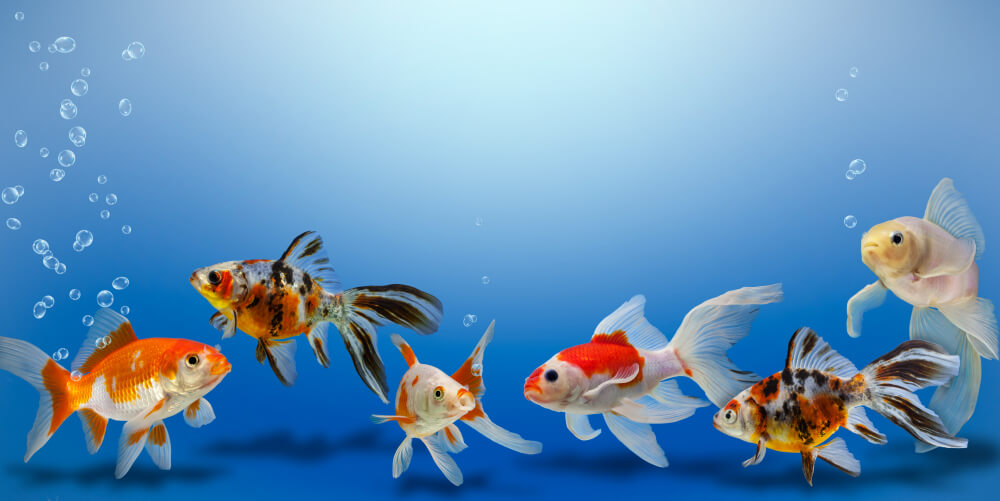 Peces Goldfish.