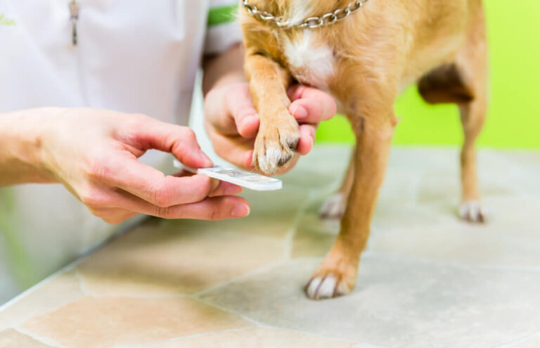 4 cuidados de las uñas en los perros