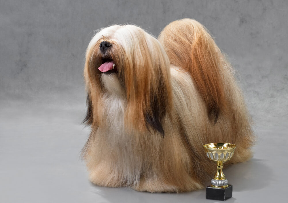 Pelaje lhasa apso.