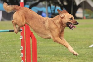 Consejos para llevar a tu perro a una competición