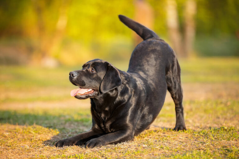 ¿Qué espacio se necesita para tener un perro grande?