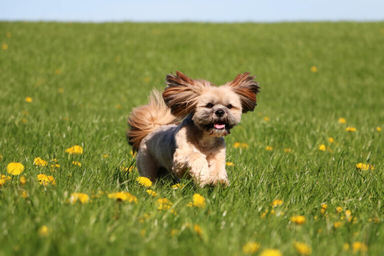 Perro lhasa apso: características y fotos