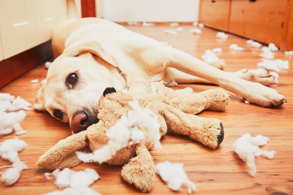 6 problemas comunes de comportamiento de los perros