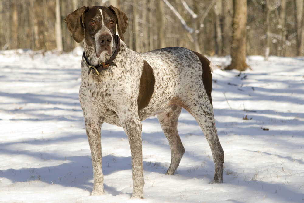 Perro pointer.