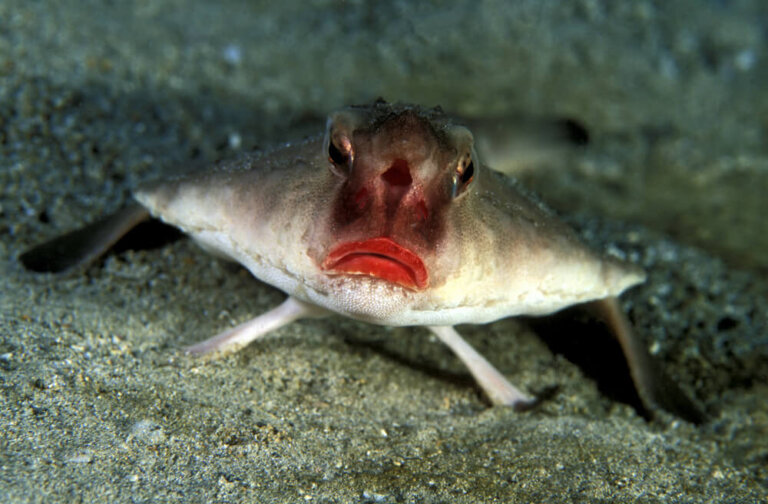 Pez murciélago de labios rojos