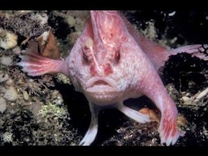 El pez rosado con manos