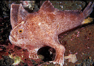 Pez rosado con manos.