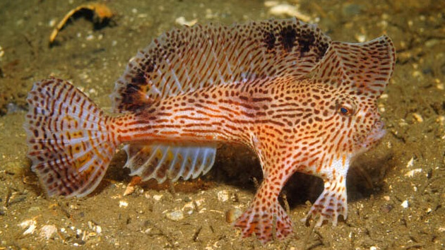 Pez rosado con manos.