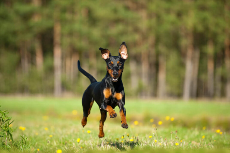 Pinscher enanos: origen e historia