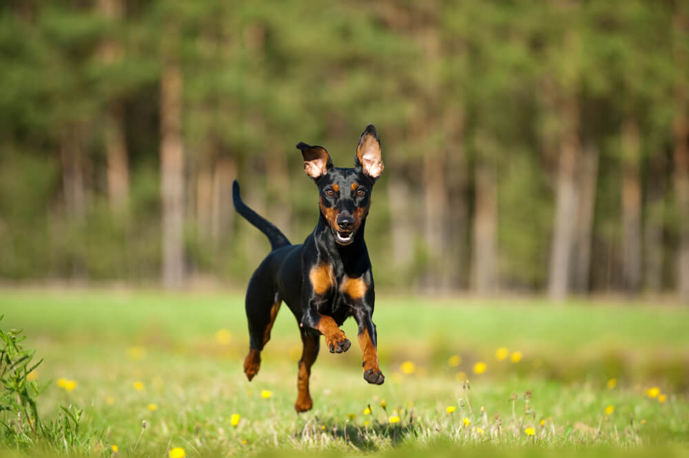 El pinscher enano es una de las de perros más enérgicas