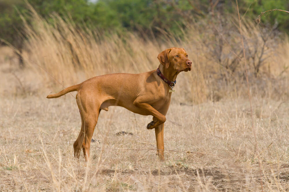 Pointer marcando a su presa con la pata.