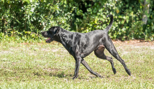 çimlerde siyah bir köpek.