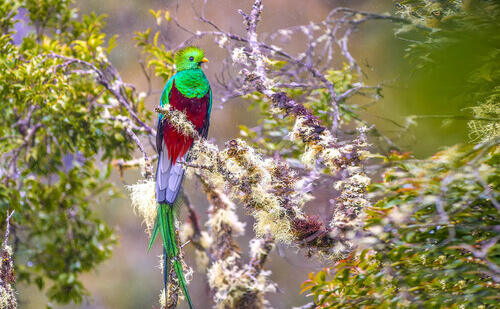 Quetzal.