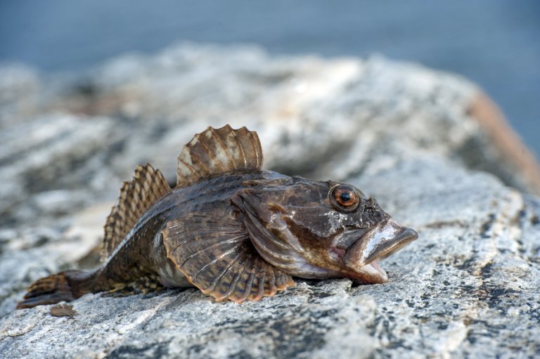 El sapo de mar o rape: taxonomía, hábitat y reproducción