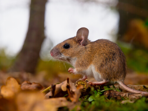 ¿Qué son y para qué sirven las feromonas en el mundo animal?