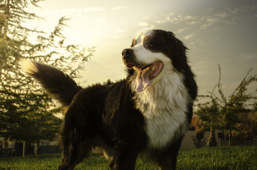 Las razas de perros que más sufren cáncer