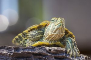 La rinitis en las tortugas y su tratamiento