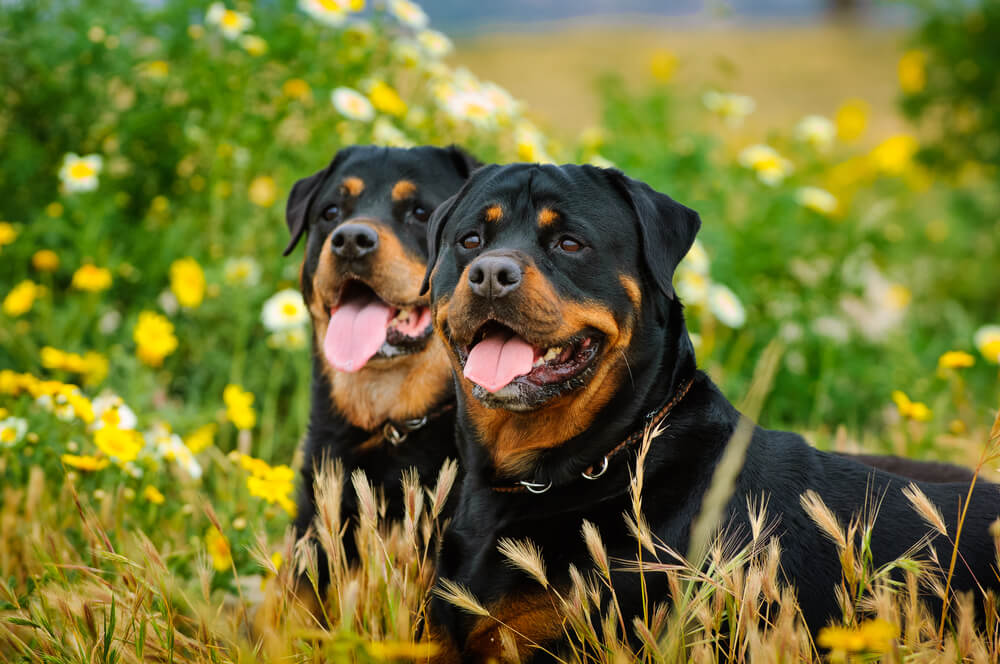 Rottweilers.
