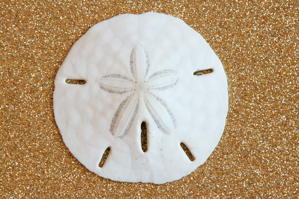 Sand dollar blanca.