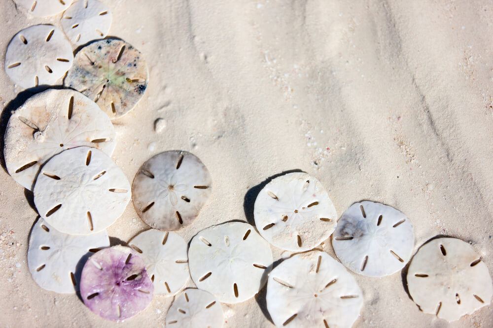 Sand dollar de distintos tipos.