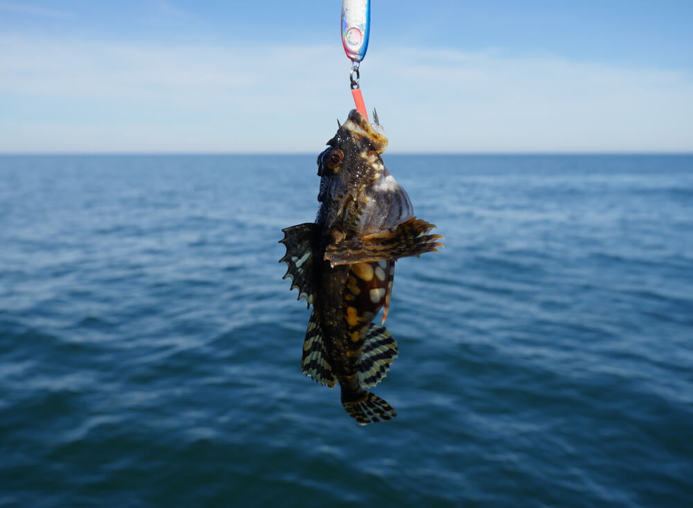 Sapo de mar o rape colgado de un anzuelo.