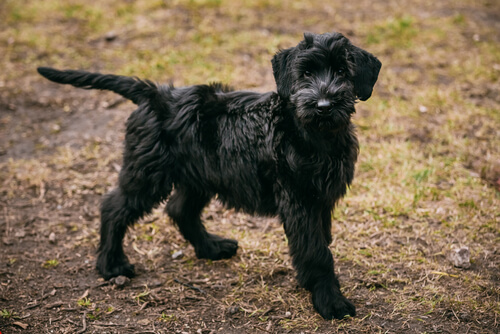 Schnauzer gigante