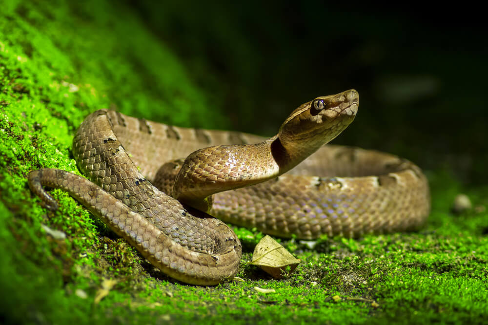 Diferencias entre serpiente, víbora y culebra
