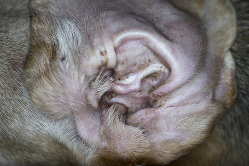 Síntomas de ácaros en las orejas de los perros