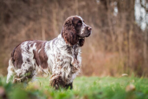 El Springer Spaniel Inglés: historia y características