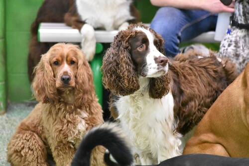 Springer Spaniel ingleses.