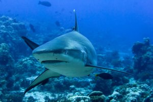 Adéntrate en el fascinante mundo del tiburón gris