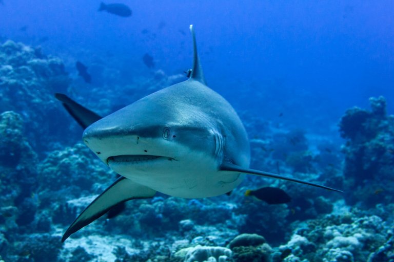 Adéntrate en el fascinante mundo del tiburón gris