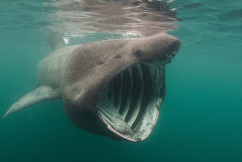 Tiburón peregrino con la boca abierta.