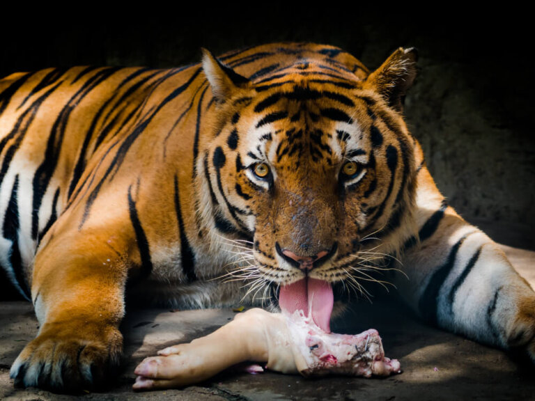 9 animales supercarnívoros