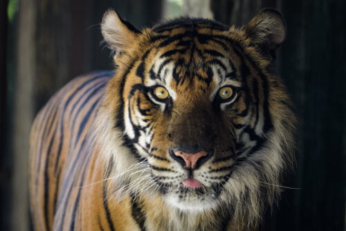 A tiger staring.