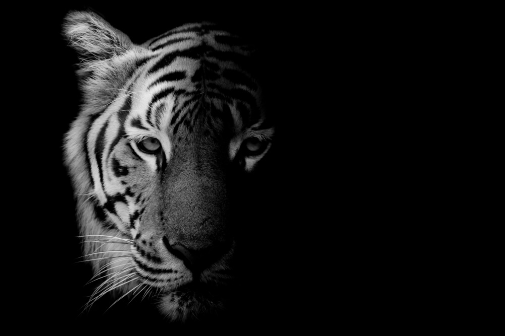 Tigre por la noche.