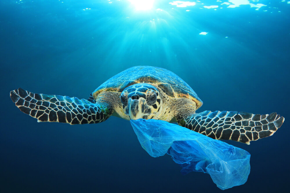 El curioso y peligroso efecto del cambio climático en las tortugas