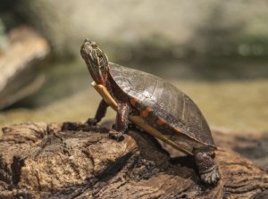 La importancia del sol para las tortugas de agua