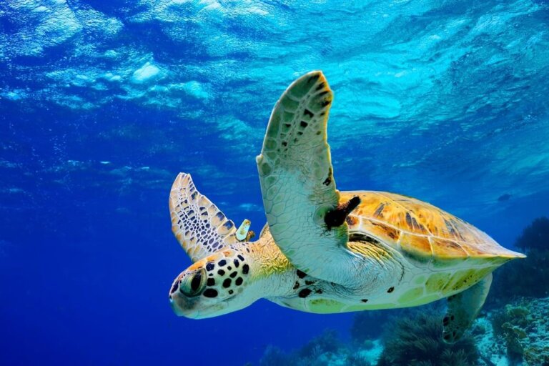 Animales en peligro de extinción en Centroamérica