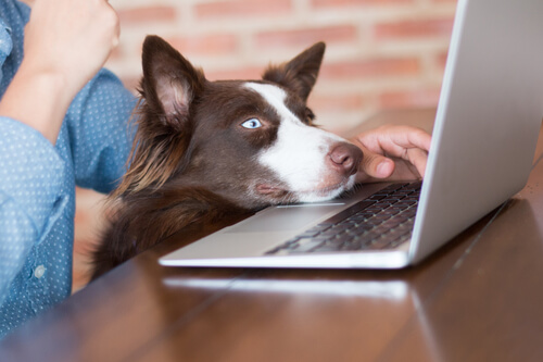 Trabajar con tu perro en casa