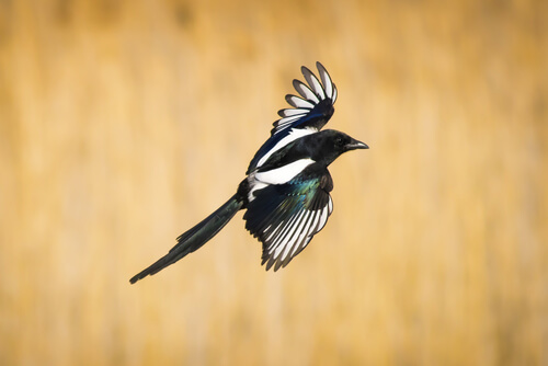 Urraca volando.
