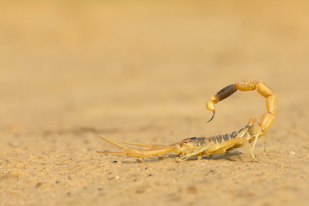 Veneno del escorpión