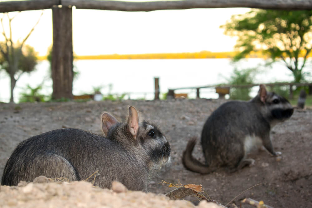 Vizcacha común negra.