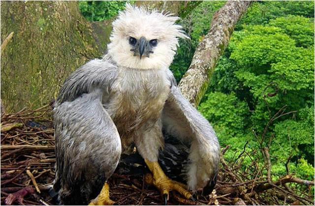 Cría de águila arpía