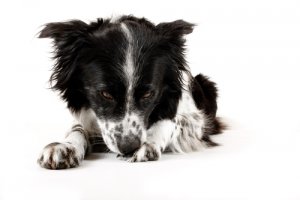 Acicalamiento excesivo en perros: cómo prevenirlo y tratarlo