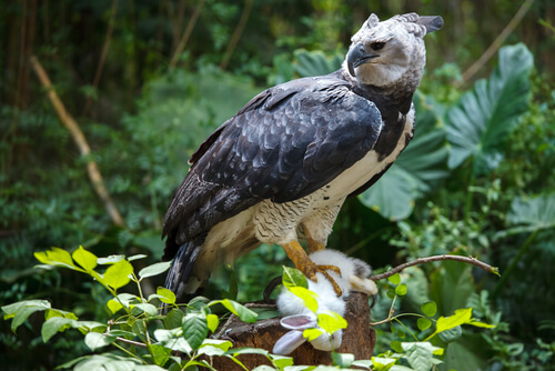 El águila arpía: hábitat y características