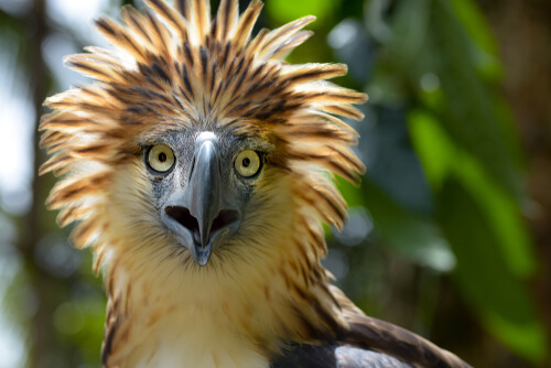 Todo lo que debes saber sobre el águila filipina, un gigante casi extinto